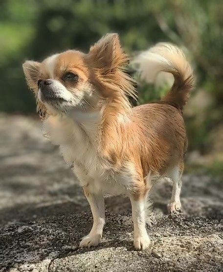 Utmost smile Ladi Lafé