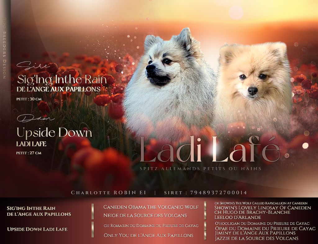 Ladi Lafé - La 1ère spitz 2025 est née le 8/5/2025 à l'élevage !