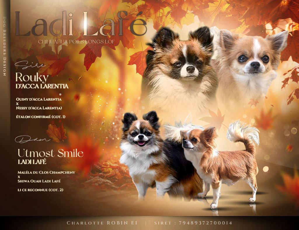 Et de 3 portées de CHIHUAHUA à l'élevage en 2025 !