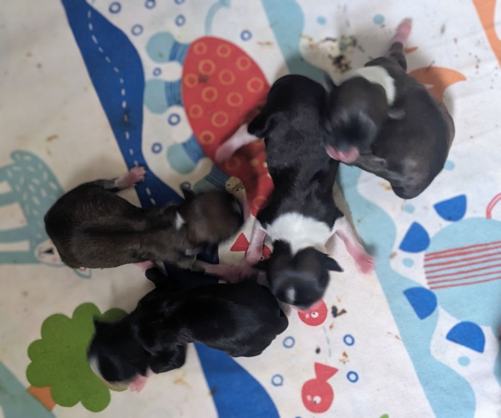 Ladi Lafé - Chiots disponibles - Chihuahua