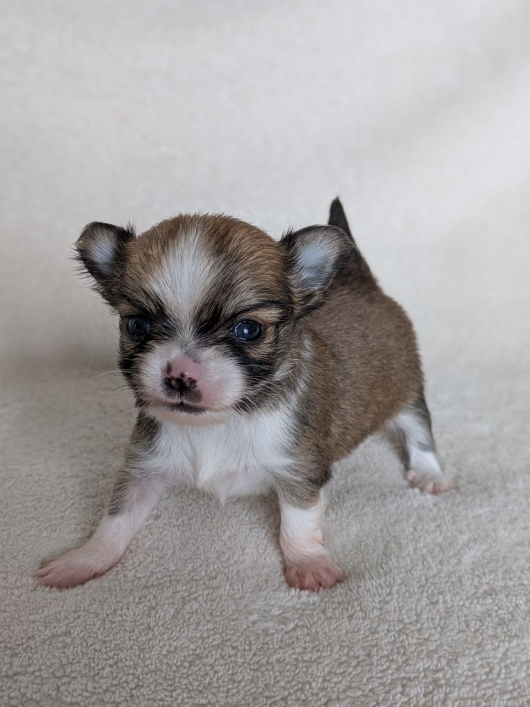 Ladi Lafé - Chiots disponibles - Chihuahua