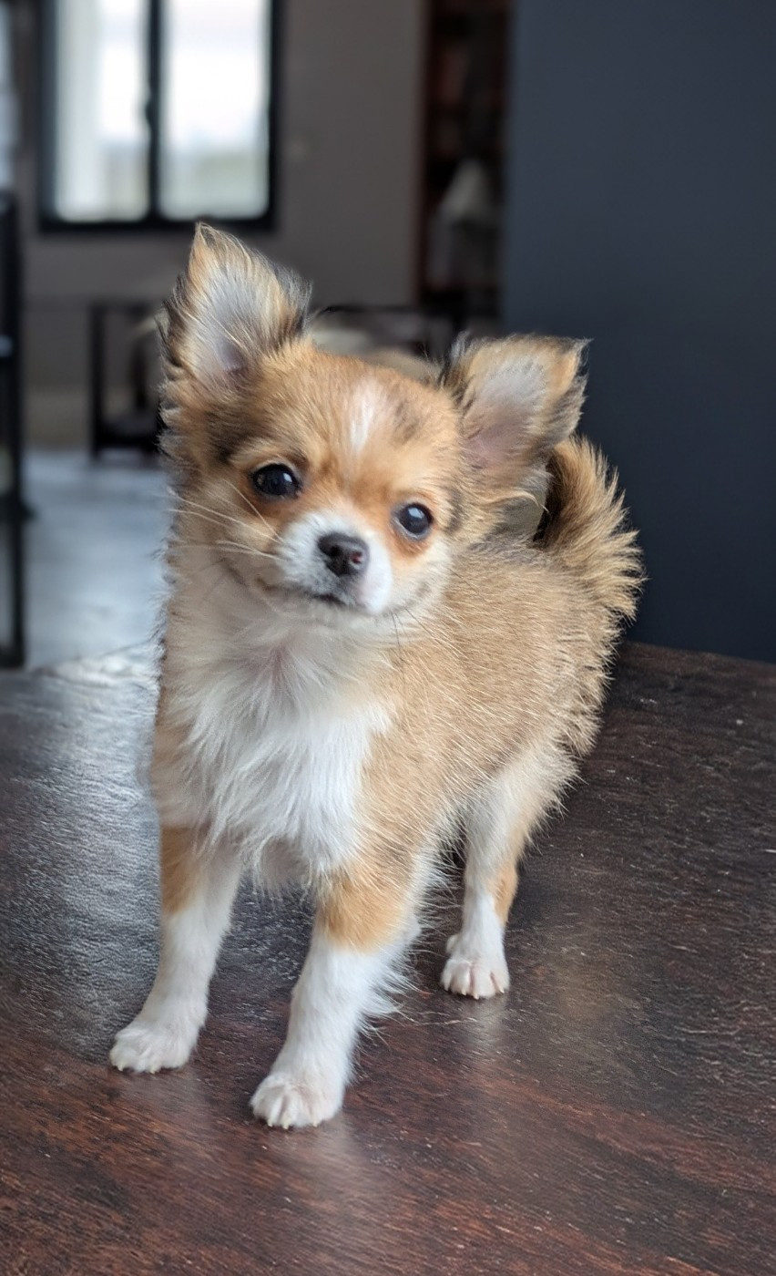 Ladi Lafé - Chiots disponibles - Chihuahua