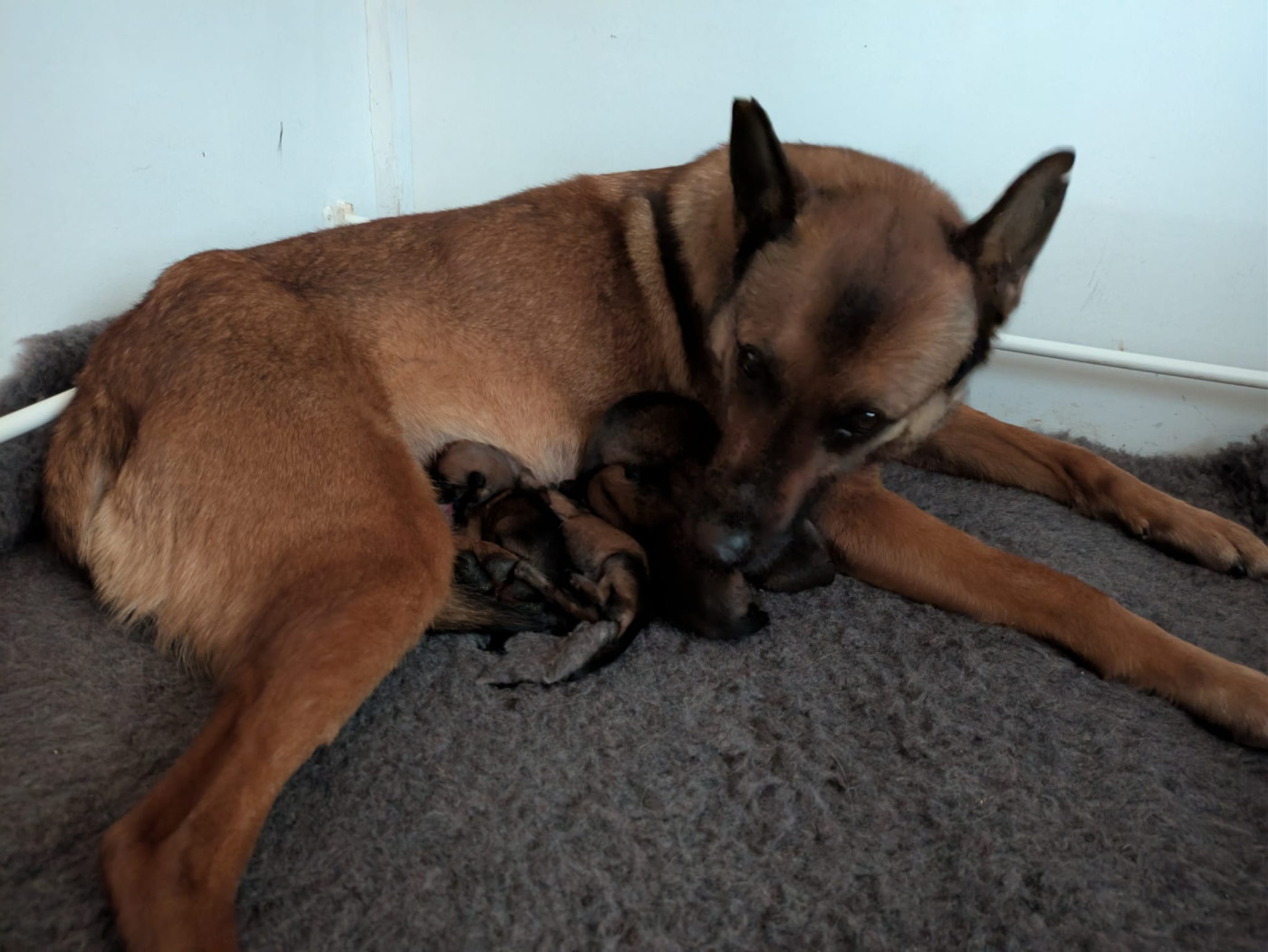 Chiot Berger Belge Ladi Lafé