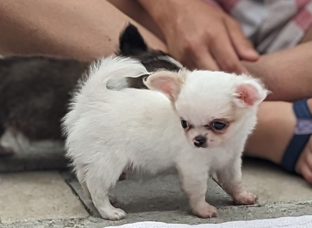 Ladi Lafé - Chiots disponibles - Chihuahua