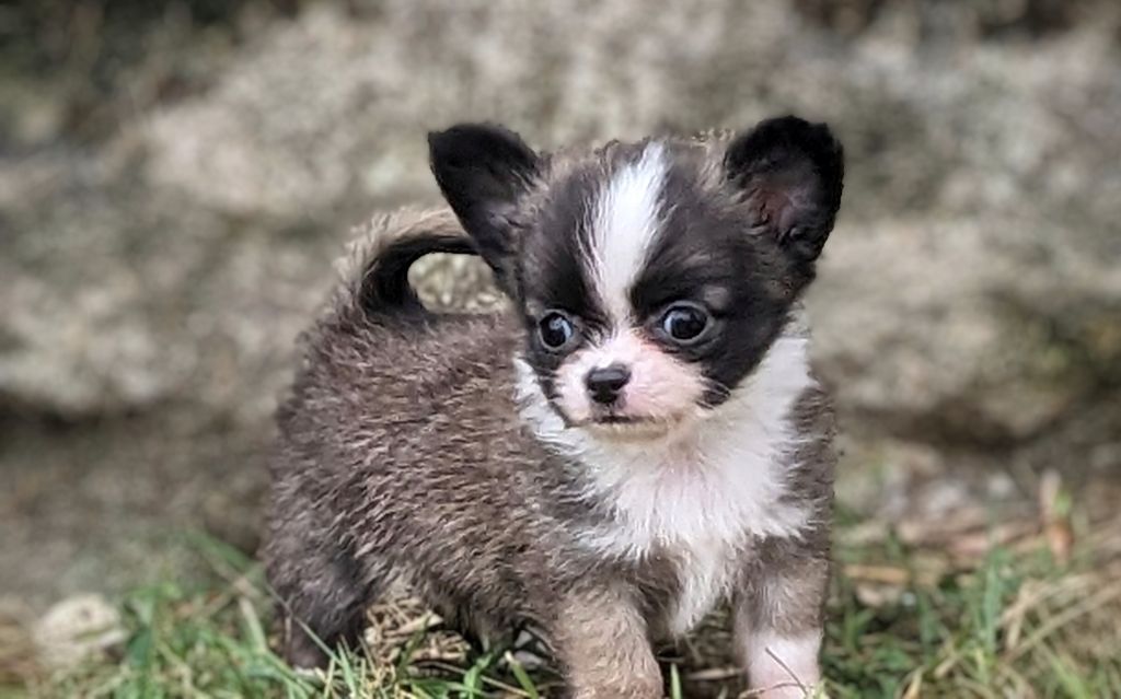 Ladi Lafé - Chiots disponibles - Chihuahua