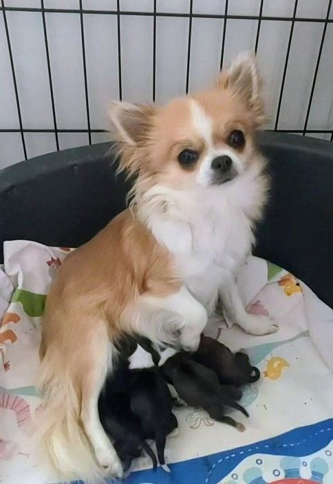 Chiot Chihuahua Ladi Lafé