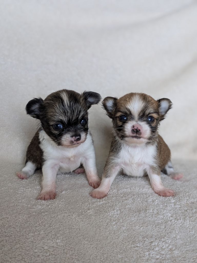 Chiot Chihuahua Ladi Lafé