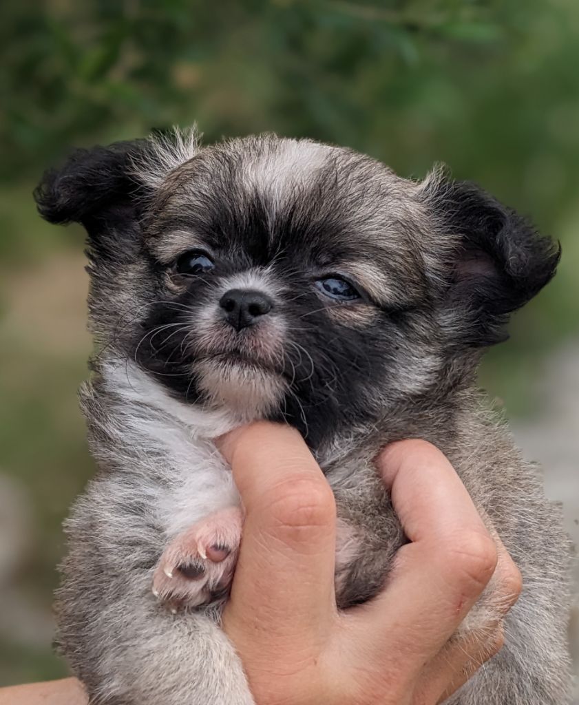 Ladi Lafé - Chiots disponibles - Chihuahua