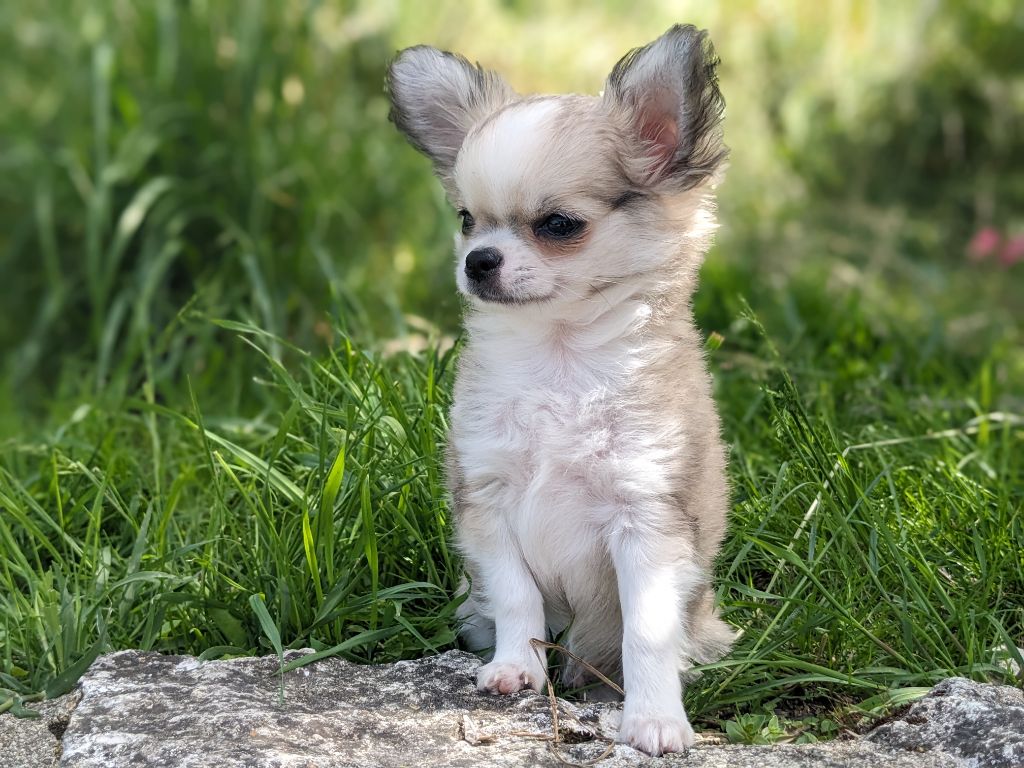 Ladi Lafé - Chiots disponibles - Chihuahua