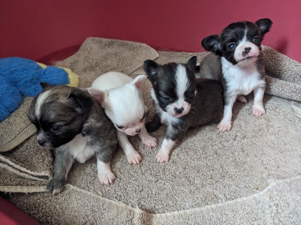 Chiot Chihuahua Ladi Lafé