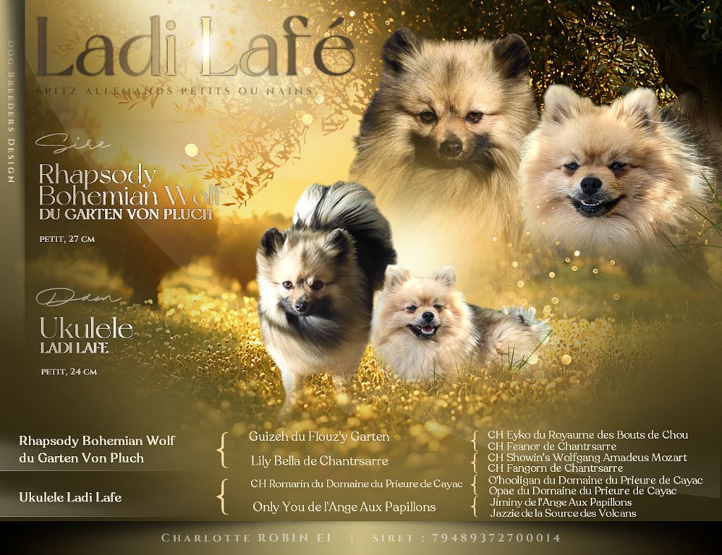 Chiot Spitz allemand Ladi Lafé