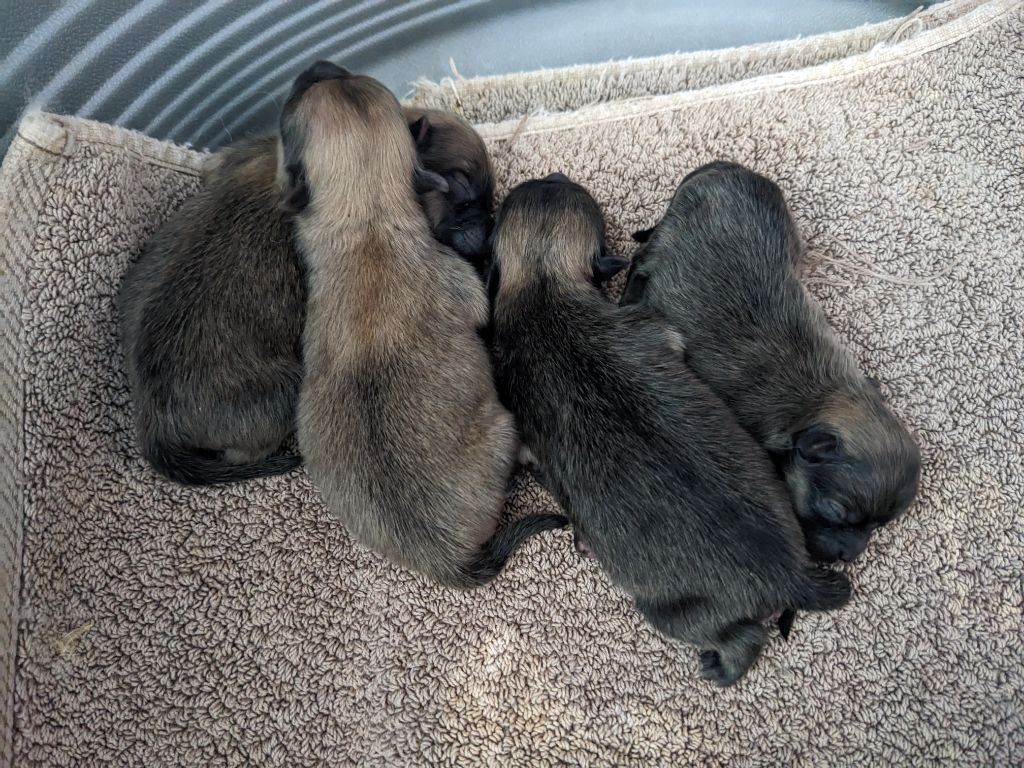 Ladi Lafé - Chiots disponibles - Spitz allemand